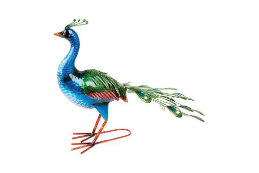 Picture of Primus Vibrant Peacock