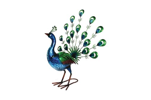 Picture of Primus Vibrant Fantail Peacock