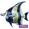 Picture of Primus Fish Wall Art
