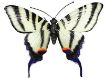 Picture of Primus Large 3D Metal Butterflies