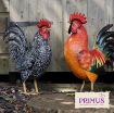 Picture of Primus PQ1845 Metal Black Chicken