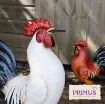 Picture of Primus PQ1846 Metal White Chicken
